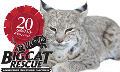 Big Cat Rescue
